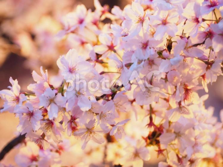 夕方の桜 桜,春,風景の写真素材