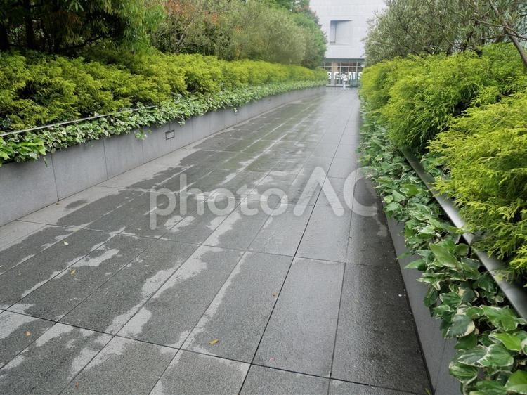 雨の通路　ビジネス街 道,ビジネス街,街路樹の写真素材