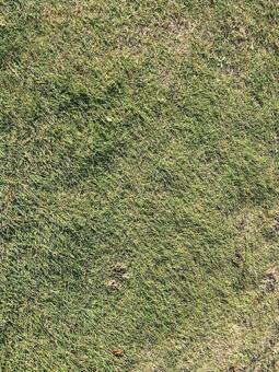 芝生 芝生,芝,植物の写真素材