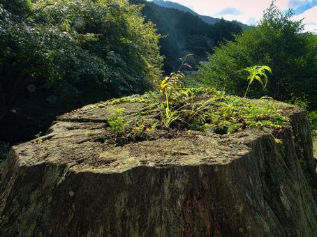 切り株 切り株,きりかぶ,根の写真素材