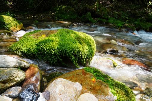 苔生す岩 苔生す岩の写真