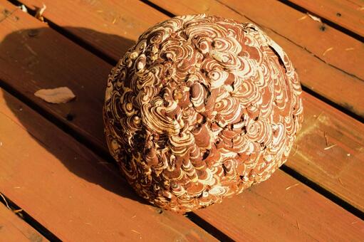 キイロスズメバチの巣　1 キイロスズメバチ,ハチの巣,巣作りの写真素材