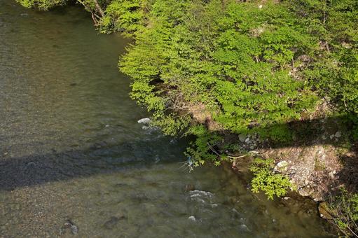 清らかな渓流を覆う新緑の木々 清らかな渓流を覆う新緑の木々の写真