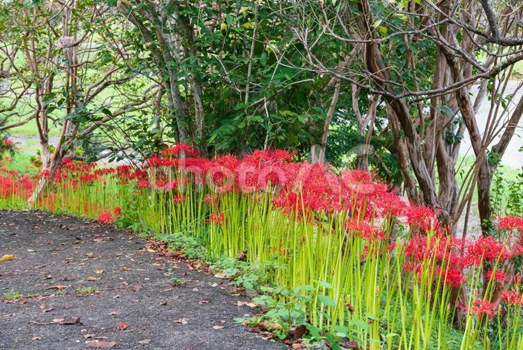 河川敷の下り坂を彩る赤い彼岸花 彼岸花,曼珠沙華,草花の写真素材