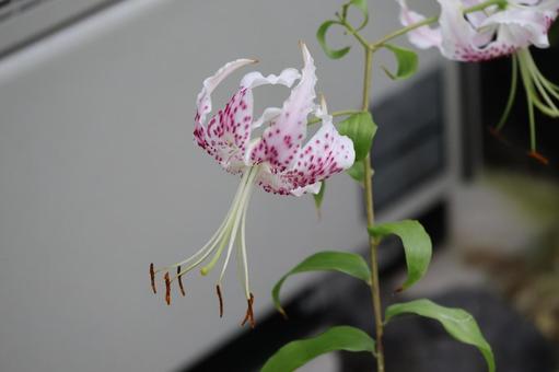 タキユリの花のアップ タキユリの花のアップの写真