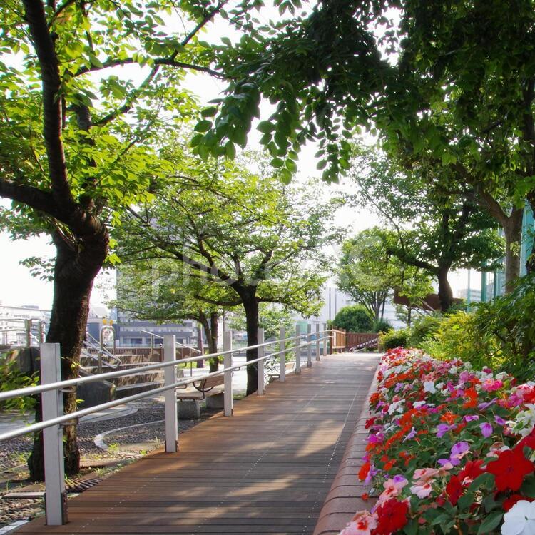 港南公園の遊歩道と花壇 港南公園,花壇,花の写真素材