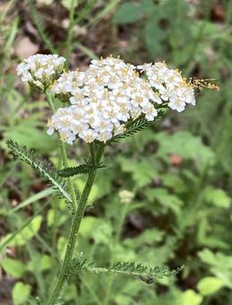 ノコギリソウの白い花と虫の写真