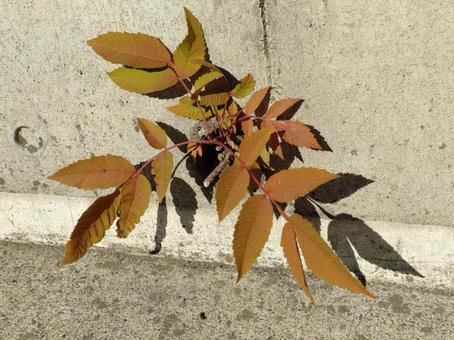 排水溝からの紅葉の写真