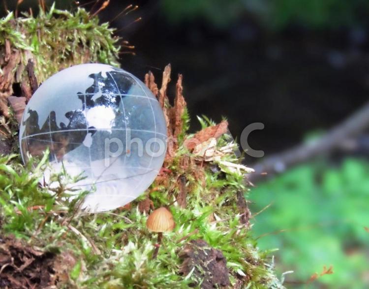 エコイメージ-ガラスの地球儀と朽ちた幹 地球,地球儀,エコの写真素材
