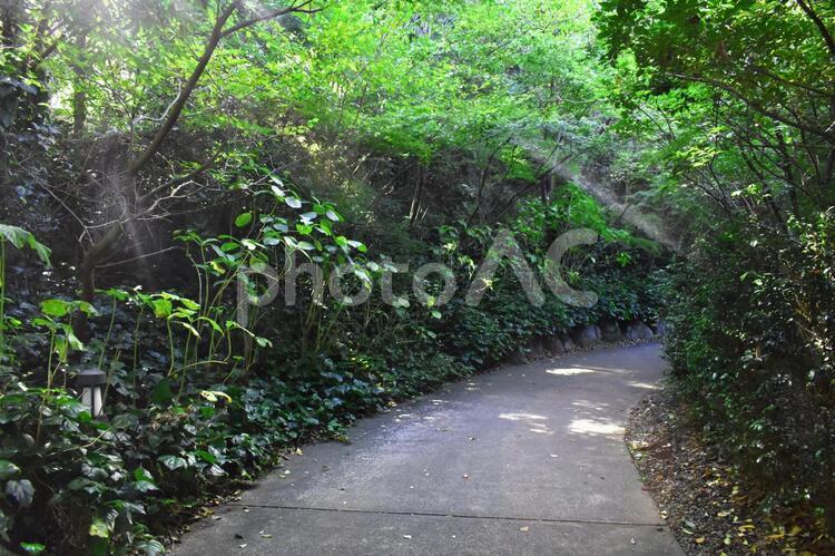 木漏れ日の道 木洩れ日,光,道の写真素材