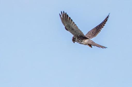 チョウゲンボウ(62) 鳥,チョウゲンボウ,ホバリングの写真素材