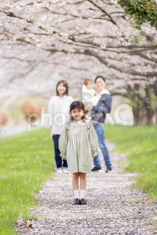 桜の咲く公園を歩く家族 桜,人物,男性の写真素材