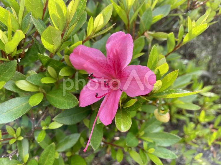 きれいに咲いたツツジ ツツジ,ピンク,花の写真素材