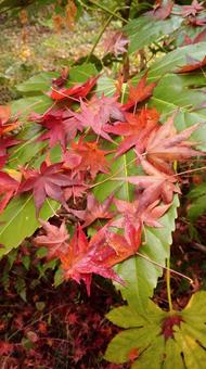 紅葉 紅葉 紅葉,落ち葉,秋の写真素材
