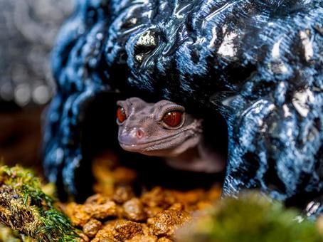 ハイナントカゲモドキのアップ ハイナントカゲモドキ,ヤモリ,爬虫類の写真素材