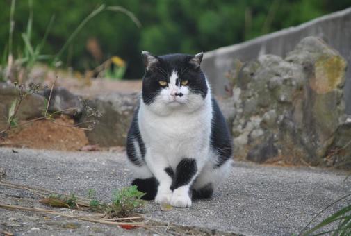 ねこ ねこの写真