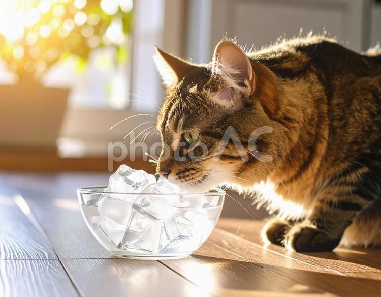 猫のキラキラの毛並みと氷 猫,ペット,夏の写真素材