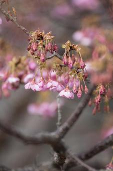 Toi cherry blossoms in full bloom, JPG Toi cherry blossoms in full bloom, JPG