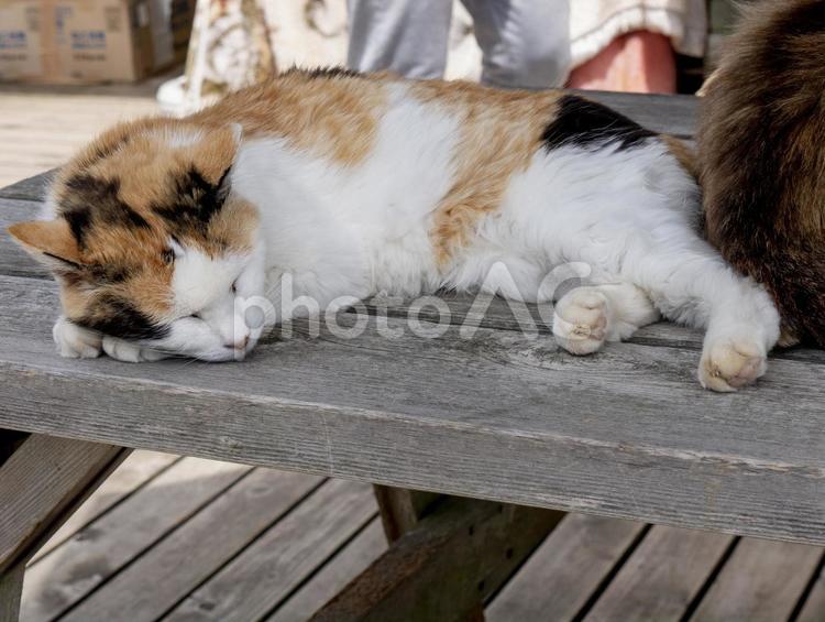 テラスでくつろぐ猫（田代島） ネコ,猫,猫カフェの写真素材