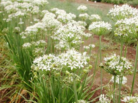 ニラ・ガーリックチャイブ　咲く風景 フラワー,ニラ,白色の写真素材