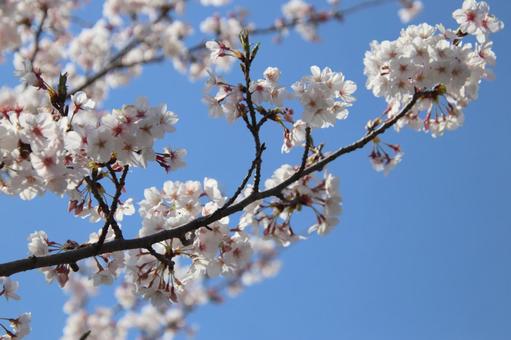 Cherry blossoms in full bloom, JPG Cherry blossoms in full bloom, JPG