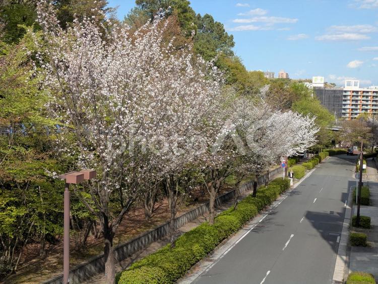 清明過ぎの横浜市都筑中央公園の桜の花 横浜市都筑区,総合公園,公園樹木の写真素材