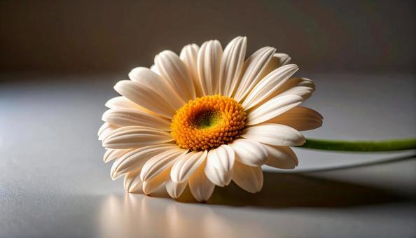 一輪のガーベラの花 一輪のガーベラの花の写真