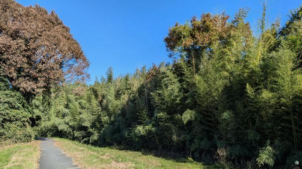 河川敷の風景 河川敷の風景,河川敷,草木の写真素材