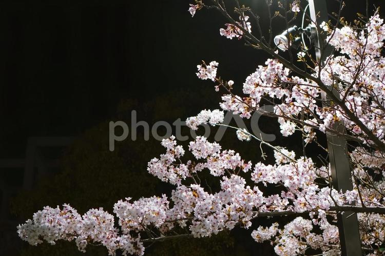 街灯下の夜桜 満開,キレイ,木の写真素材