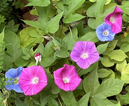 あさがお あさがお 朝顔,花,夏の花の写真素材