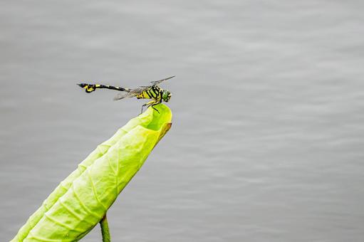 ウチワヤンマ⑻ ウチワヤンマ⑻の写真