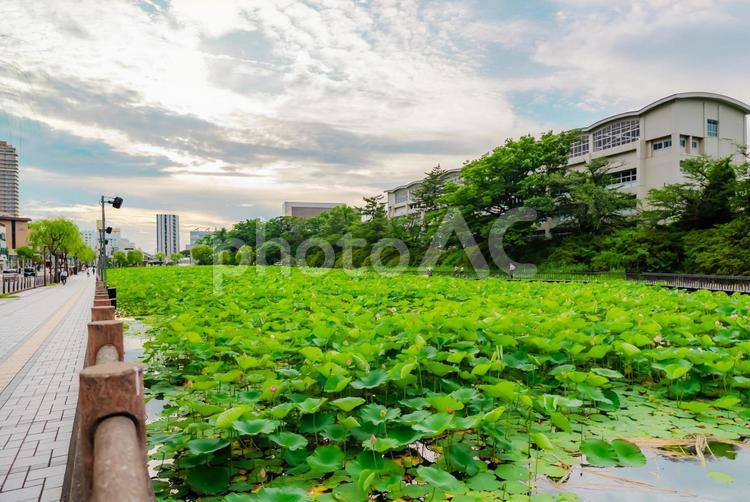 【秋田】千秋公園 蓮の花 2025 秋田,秋田駅,2025の写真素材