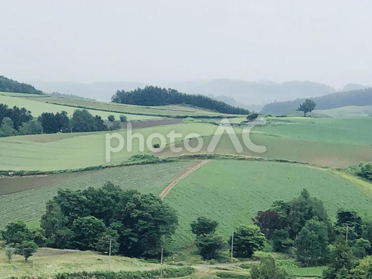 北海道美瑛町パッチワークの丘 北海道,美瑛町,丘の写真素材