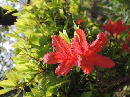 Photo, red flower, azalea, spring, 