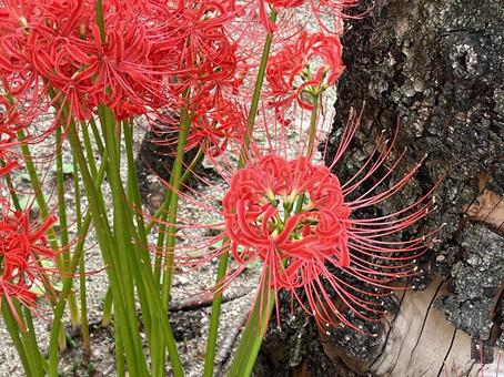 彼岸花 彼岸花 秋,秋色,自然の写真素材