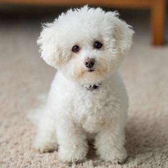 座って見つめる可愛い子犬 座って見つめる可愛い子犬の写真
