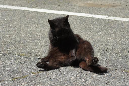 ねこ ねこ にゃんこ,可愛い,野良猫の写真素材