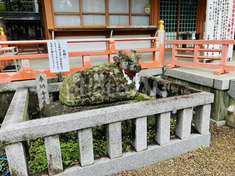 長岡天満宮　神牛 長岡天満宮,京都府長岡京市,京都十六社の写真素材