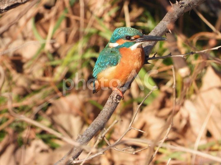 近所の小川で撮ったカワセミ 小鳥,野鳥,バードウォッチングの写真素材