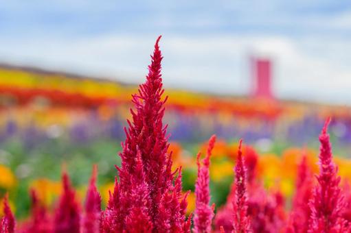 秋のお花畑に咲くケイトウのお花　カラフル ケイトウ,インスタ映え,写真スポットの写真素材