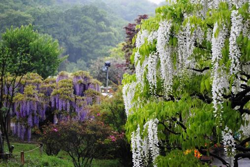 春の足利フラワーパーク 春の足利フラワーパークの写真