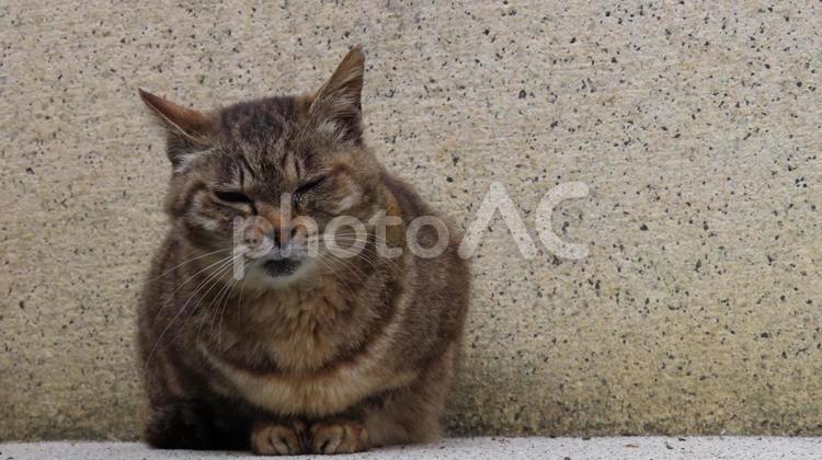 ちょこんとお座りしているあざと可愛い猫 猫,キジトラ,お座りの写真素材