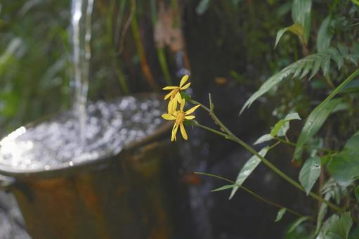 ツワブキの花 ツワブキの花の写真