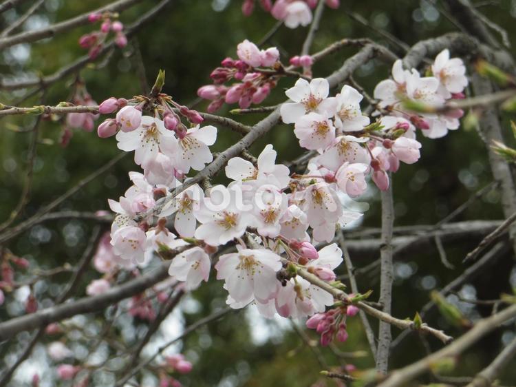 咲き始めの桜の花 桜,春,お花見の写真素材