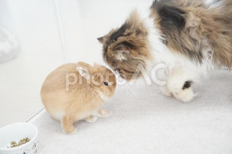 うさぎと猫 動物,ペット,猫の写真素材