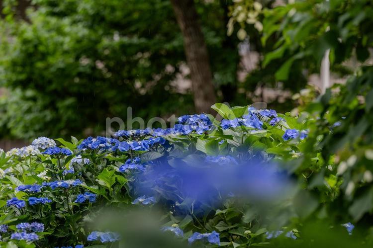指扇アジサイまつり2025年 指扇氷川神社,アジサイ,紫陽花の写真素材