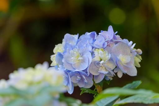 優しく咲く初夏の紫陽花 優しく咲く初夏の紫陽花の写真