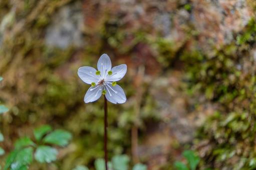 苔むす岩場に咲くバイカオウレン 苔むす岩場に咲くバイカオウレン バイカオウレン,花,花びらの写真素材