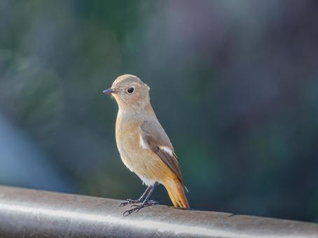柵にとまるジョウビタキのメス 柵にとまるジョウビタキのメス ジョウビタキ,ジョビコ,ジョウビタキのメスの写真素材