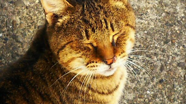 猫 猫の写真